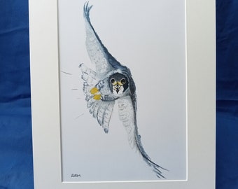 Mounted print of peregrine falcon, falcon A4 print, watercolour prints, bird prints, bird of prey print, Wildlife prints, nature