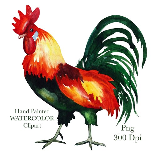 Watercolor Png Rooster Printable Digital Download Etsy
