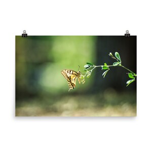 Macaone butterfly poster