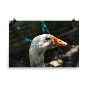 White swan poster in profile foreground