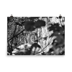 Black and white swan poster