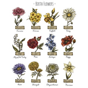 Pu&ograve; includere: Un grafico di fiori di nascita per ogni mese dell'anno. I fiori sono illustrati in stile vintage con i loro nomi e i mesi elencati sotto ogni fiore.