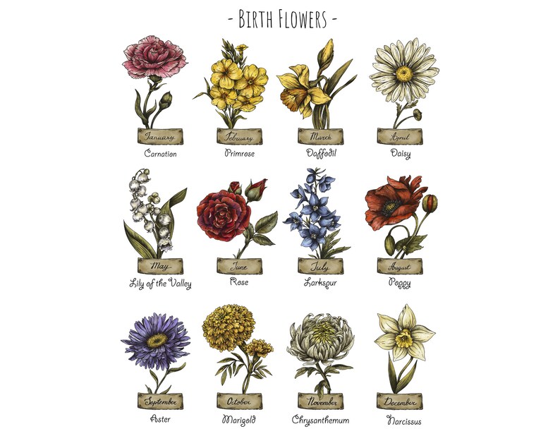 Pu&ograve; includere: Un grafico di fiori di nascita per ogni mese dell'anno. I fiori sono illustrati in stile vintage con i loro nomi e i mesi elencati sotto ogni fiore.