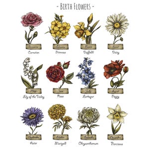May include: A chart of birth flowers for each month of the year. The flowers are illustrated in a vintage style with hand-drawn details. January: Carnation, February: Primrose, March: Daffodil, April: Daisy, May: Lily of the Valley, June: Rose, July: Larkspur, August: Poppy, September: Aster, October: Marigold, November: Chrysanthemum, December: Narcissus.