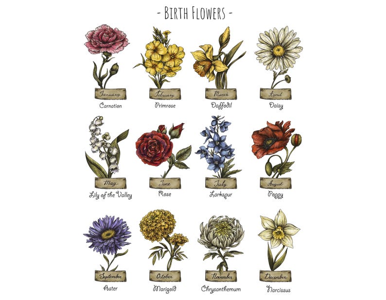 May include: A chart of birth flowers for each month of the year. The flowers are illustrated in a vintage style with hand-drawn details. January: Carnation, February: Primrose, March: Daffodil, April: Daisy, May: Lily of the Valley, June: Rose, July: Larkspur, August: Poppy, September: Aster, October: Marigold, November: Chrysanthemum, December: Narcissus.