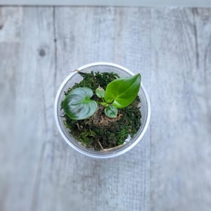 May include: A small plant with three heart-shaped green leaves growing in a clear plastic cup filled with dark green moss. The plant is centred in the container, showing a mix of light and dark green foliage textures against the damp moss substrate.