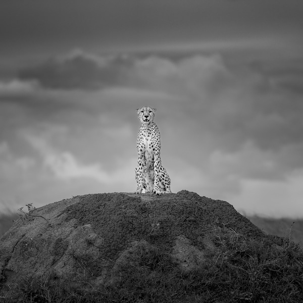 Cheetah Black and White Fine Art Photography Print, Wall Art, Wildlife, Canvas Home Decor, Animal Photography, Big Cat Art, Africa Safari