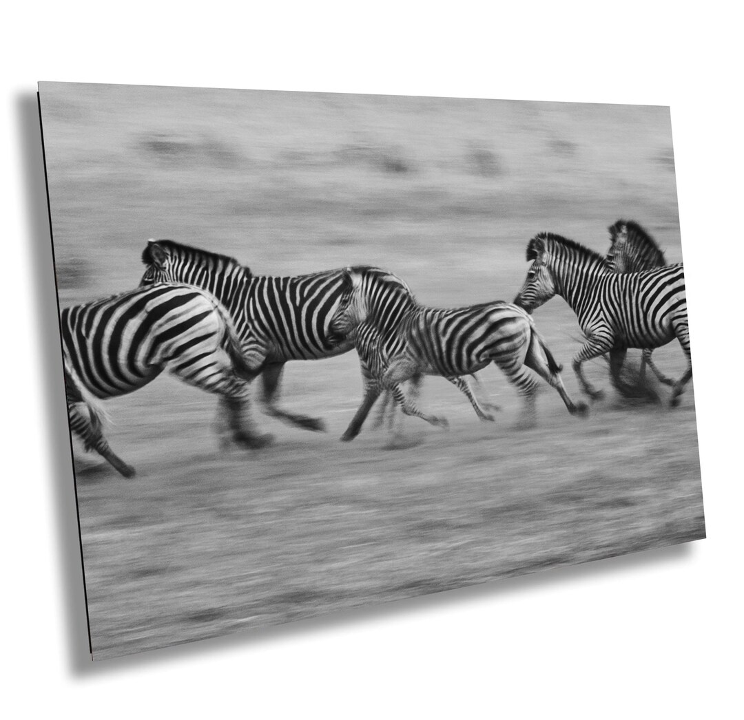 Running Zebras Fine Art Print: Black and White African Wildlife ...