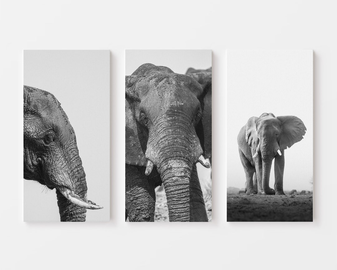 Captivating Black and White Elephant Triptych, Fine Art Wildlife, 3