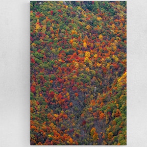 Fall Colors Forest Canvas Art: Autumn Landscape Photography Print