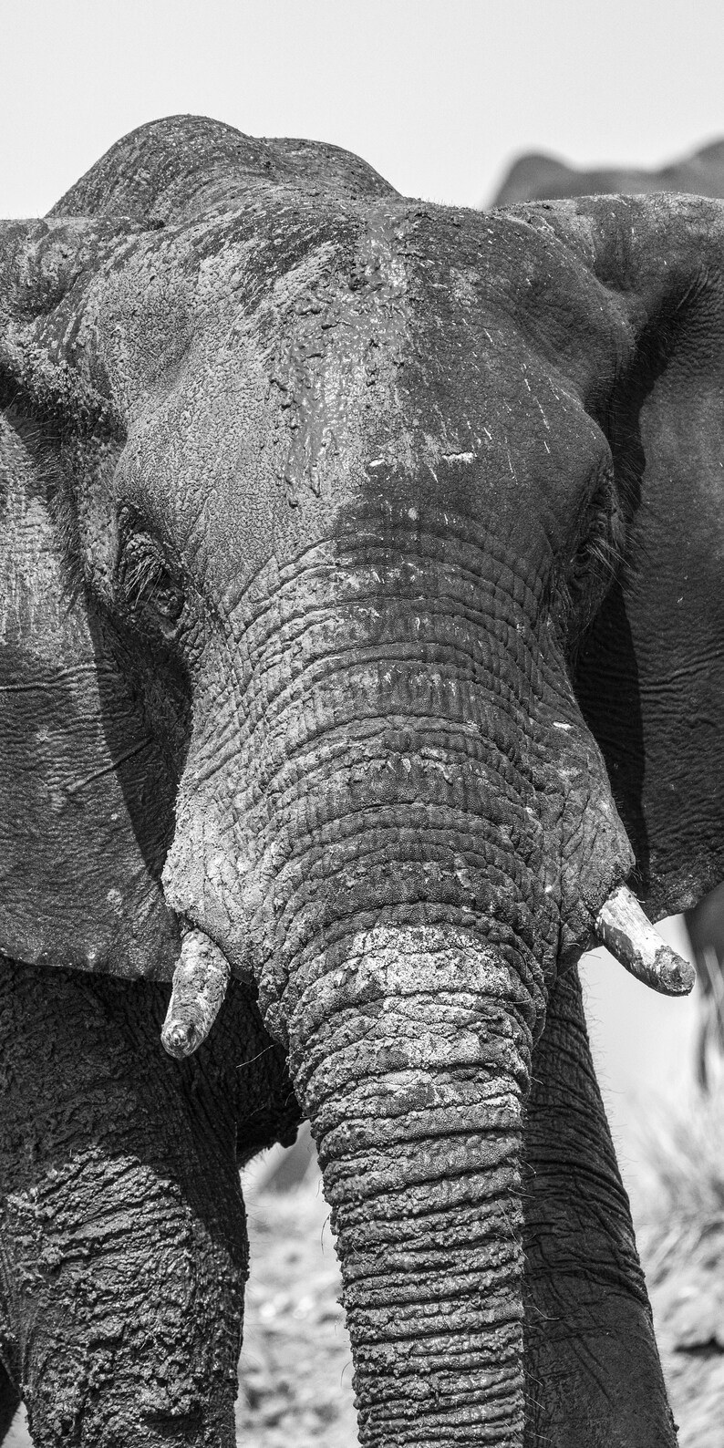 Captivating Black and White Elephant Triptych, Fine Art Wildlife, 3