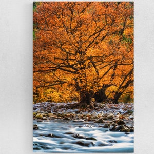 Golden Autumn Forest Photography Print: Ready to Hang Wall Art