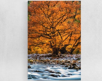 Golden Autumn Forest Photography Print - Ready to Hang Wall Art in Paper, Canvas, Metal, or Acrylic, Tree Photography