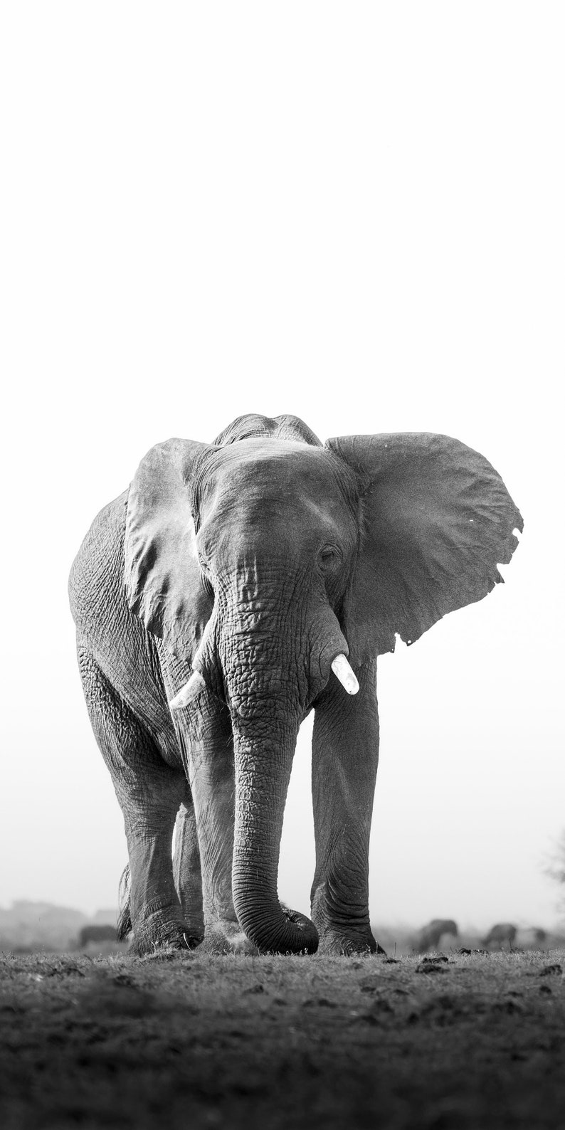 Captivating Black and White Elephant Triptych, Fine Art Wildlife, 3