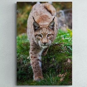 Impresión fotográfica de lince - Impresión artística de lince, lista para colgar en la pared, ideal para decorar tu hogar y oficina con vida silvestre - Ideas de decoración únicas