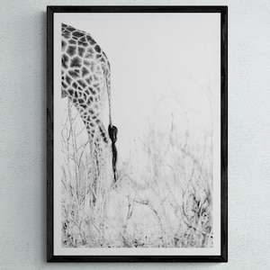 Stampa artistica giraffa - Fotografia naturalistica africana in bianco e nero, Decorazione da parete - Carta, Tela, Metallo, Acrilico, stampa artistica minimalista