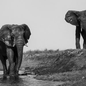 Black and White Elephant Wall Art Print for Home & Office Decor, African Wildlife Fine Art Photography in Paper, Canvas, Metal, and Acrylic