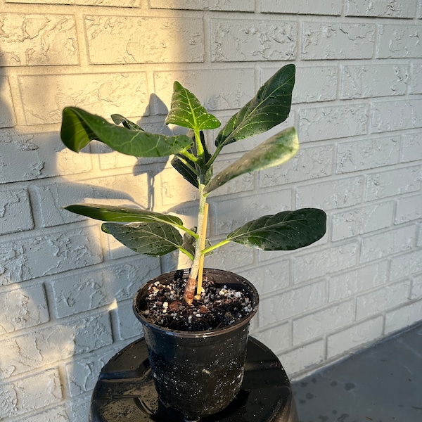 Ficus Audrey Live Plant