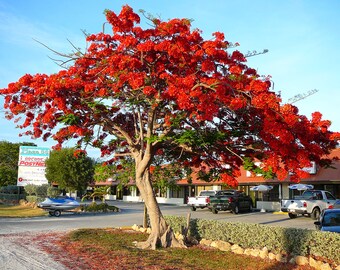 Royal Poinciana Tree Live Plant 1 Foot Tall