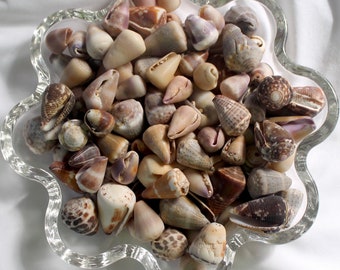 50 Mixed Kaua’i Cone Shells