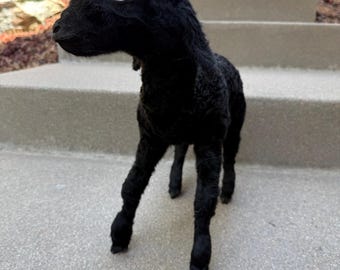 Standing Karakul Black Lamb Taxidermy *Rare Breed!*