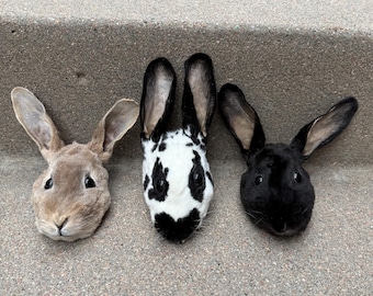 Taxidermy Rabbit Head