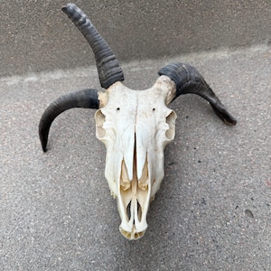 May include: A bleached white animal skull featuring three distinct dark gray, curved horns. The skull displays a complex bone structure with visible nasal cavities, eye sockets, and a pointed snout, presented from a top-down perspective.