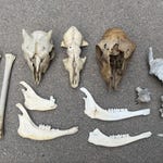 Bone Skulls