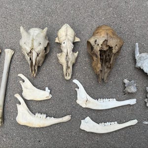 May include: A collection of animal skeletal remains including three long leg bones, three distinct skulls of varying shapes and colors, four lower jawbones with visible teeth, and three small vertebrae fragments arranged on a flat surface.