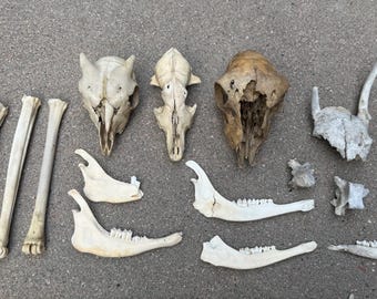 Craft Bone lot 3 skulls