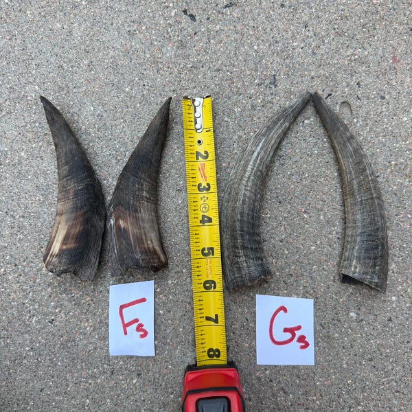SMALL Goat Horn Pair