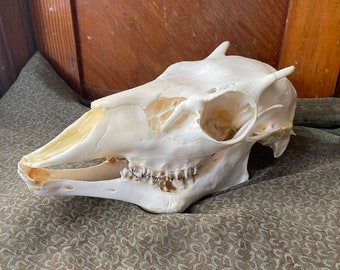 Adolescent Mule deer Skull with Jaw with Pathology, tooth abscess