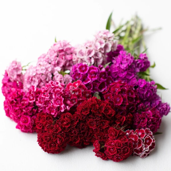 Super Duplex Sweet William Mix Seeds | Double Blooms | 30+ seeds | Dianthus barbatus | Organic Heirloom Flower | Biennial