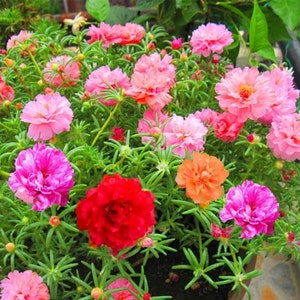 Moss Rose Double Flowered Mix Seeds Portulaca Grandiflora 100 Seeds Organic  Colourful Bedding Flower Drought Tolerant -  Canada