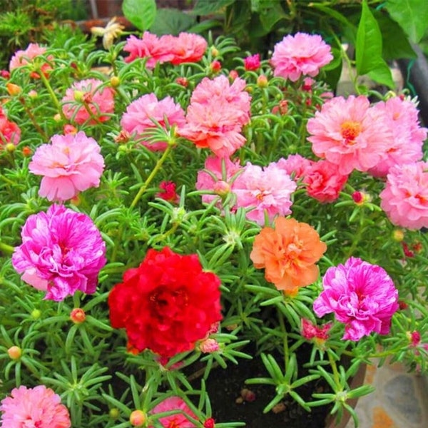 Moss Rose Doppelblütige Mix Samen | Portulaca Grandiflora | 100+ Samen | Bio Bunte Bettwäsche Blumen | Trockenheitsresistent