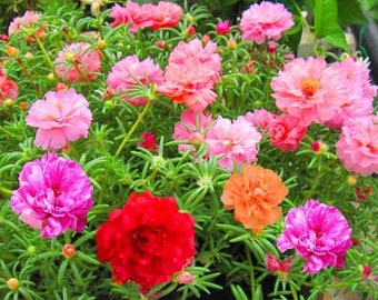 Moss Rose Double Flowered Mix Seeds | Portulaca Grandiflora | 100+ seeds | Organic Colourful Bedding Flower | Drought Tolerant