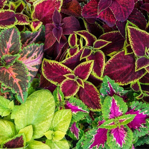 Coleus Rainbow Mix Seeds | Shade or Houseplant | Painted Nettle | 30+ seeds