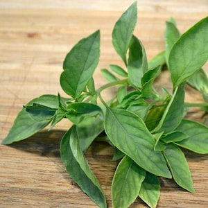 Lime Basil Seeds | Rare Heirloom Fragrant Herb | 30+ seeds | Organic Zesty Flavour