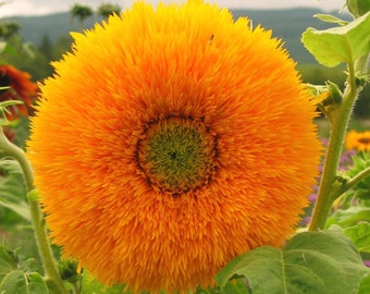 Giant Sungold Sunflower Seeds | Tall, Fully Double Blooms | 20+ seeds | Organic, Open Pollinated