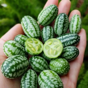 Semillas de pepino mexicano / Pepinillo agrio mexicano / Melón ratón / Melothria scabra / Heirloom orgánico raro