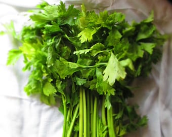 Semillas de apio de hoja china / Más de 100 semillas / Reliquia orgánica / 黄心芹菜 / Hojas y tallos tiernos /