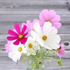 Cosmos Seeds Early Sensation Mix | Colourful Annual Flower | 30+ seeds | Organic Heirloom