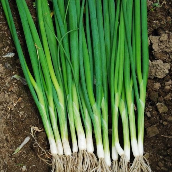 Welsh Bunching Onion Seeds | Green Bunching Onion | Scallions | Spring Onion | 50+ seeds | Organic | Allium Fistulosum