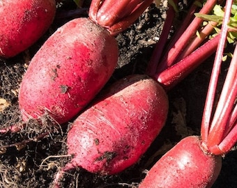 Pink Daikon Rettich Samen ""Rosa Rose"" | Winter-Radieschen | 50+ Samen | Süßes Erbstück Rettich | Bio | Handgemacht