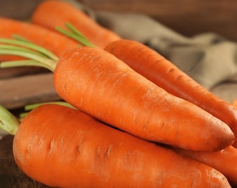 Zanahoria Shin Kuroda - Zanahoria japonesa orgánica tipo Chantenay / Más de 50 semillas / Variedad tradicional, extra dulce /