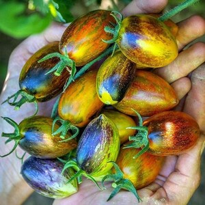 Op de afbeelding: Een handvol kleurrijke, gestreepte en gevlekte erfstuktomaten. De tomaten zijn een mix van groen, geel, oranje en paars.