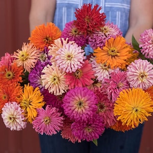 Cactus Flowered Zinnia Seeds | Burpeeana Giants Mix | 25+ seeds | Annual Flower | Organic Open-Pollinated