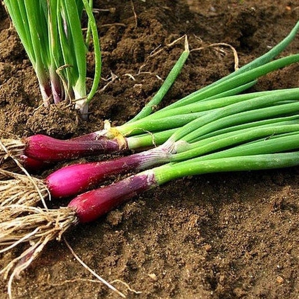 Red Beard Bunching Onion Seeds | Japanese Bunching Onion | Scallions | Spring Onion | 50+ seeds | Organic | Allium Fistulosum