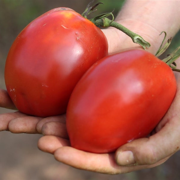 Amish Paste Roma Tomatensamen | 20+ Samen | Klassische Erbs-Bio-Tomate