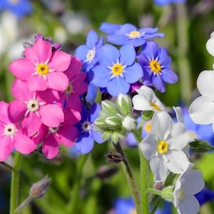 Alpine Forget-Me-Not Mix Seeds | Perennial Pink Blue White Wildflower | 40+ seeds | Organic Hardy Open Pollinated